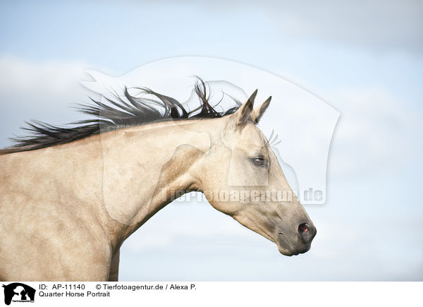 Quarter Horse Portrait / AP-11140