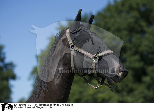 Quarter Horse mit Fliegenschutz / horse portrait / NN-06770