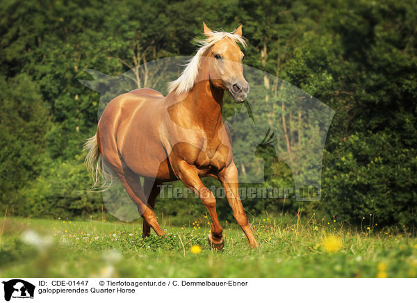 galoppierendes Quarter Horse / CDE-01447