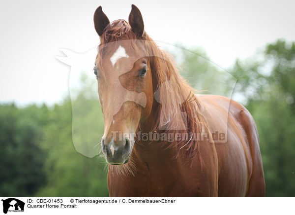 Quarter Horse Portrait / CDE-01453