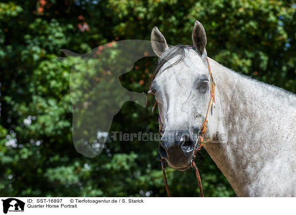 Quarter Horse Portrait / Quarter Horse Portrait / SST-16897