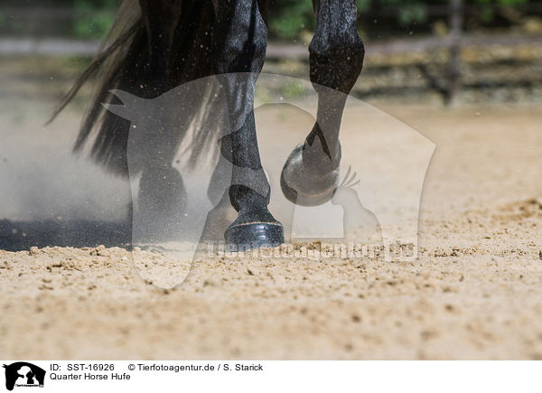 Quarter Horse Hufe / Quarter Horse hoofs / SST-16926