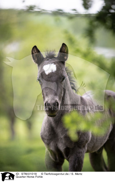 Quarter Horse Fohle / Quarter Horse foal / STM-01018