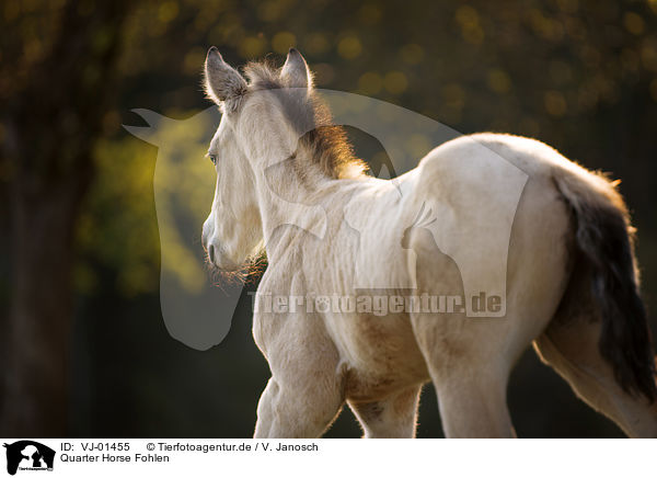 Quarter Horse Fohlen / VJ-01455