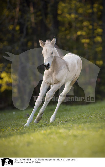 Quarter Horse Fohlen / Quarter Horse foal / VJ-01458