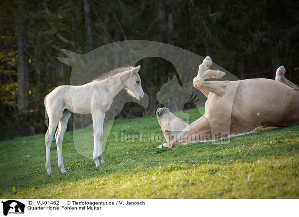 Quarter Horse Fohlen mit Mutter / Quarter Horse foal with mother / VJ-01462