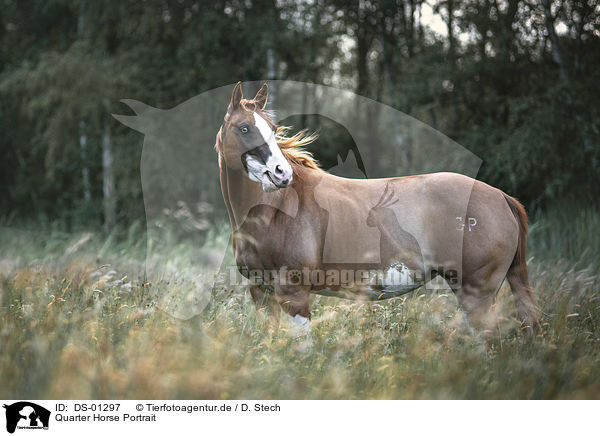 Quarter Horse Portrait / Quarter Horse portrait / DS-01297