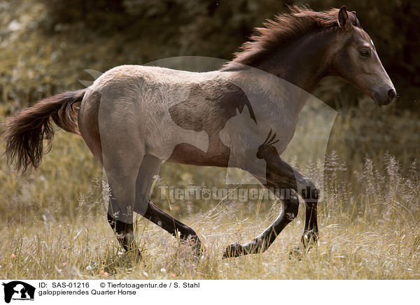 galoppierendes Quarter Horse / galloping Quarter Horse / SAS-01216