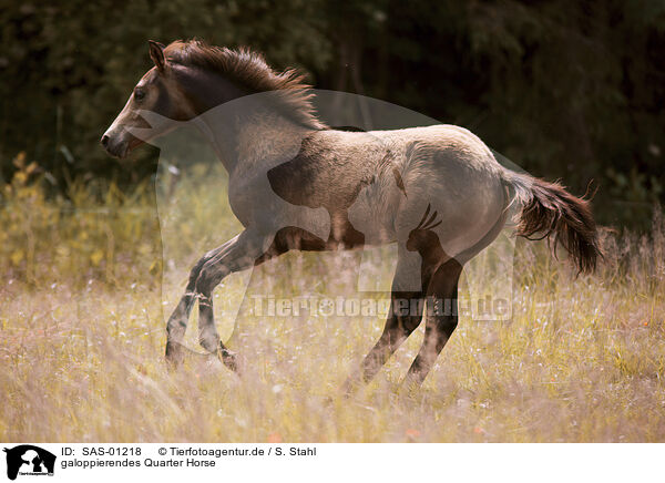 galoppierendes Quarter Horse / galloping Quarter Horse / SAS-01218