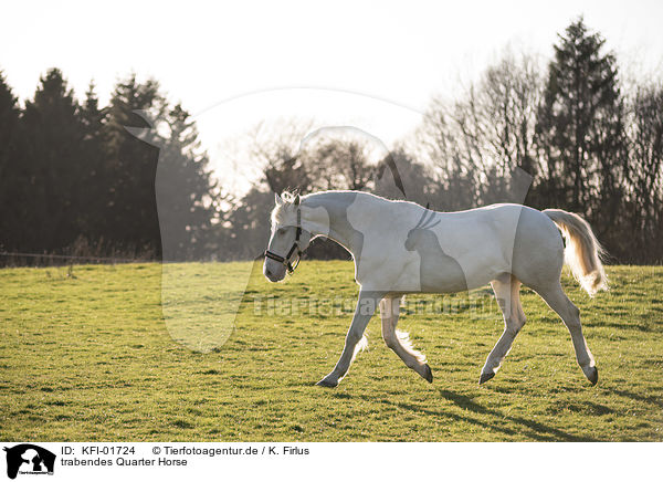 trabendes Quarter Horse / KFI-01724