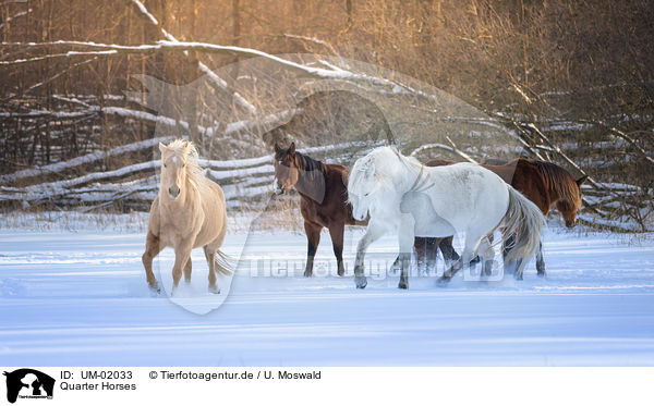 Quarter Horses / Quarter Horses / UM-02033
