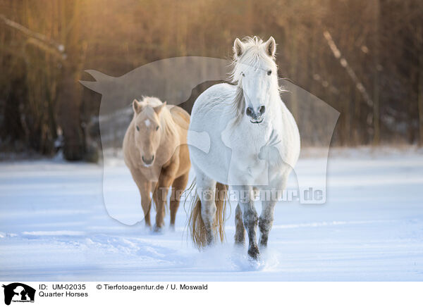 Quarter Horses / Quarter Horses / UM-02035