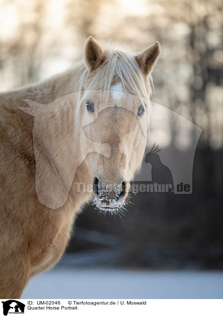 Quarter Horse Portrait / UM-02046