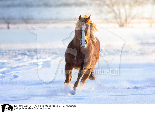 galoppierendes Quarter Horse / galloping Quarter Horse / UM-02116