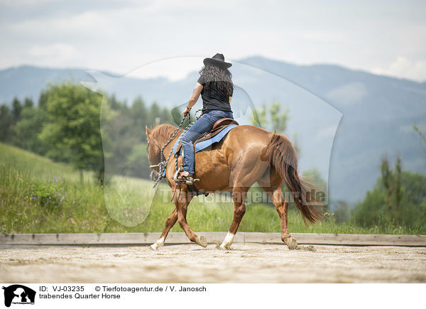trabendes Quarter Horse / trotting Quarter Horse / VJ-03235