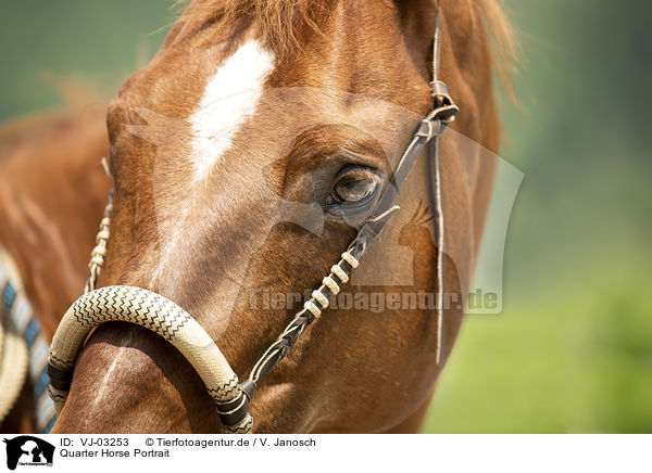 Quarter Horse Portrait / Quarter Horse Portrait / VJ-03253