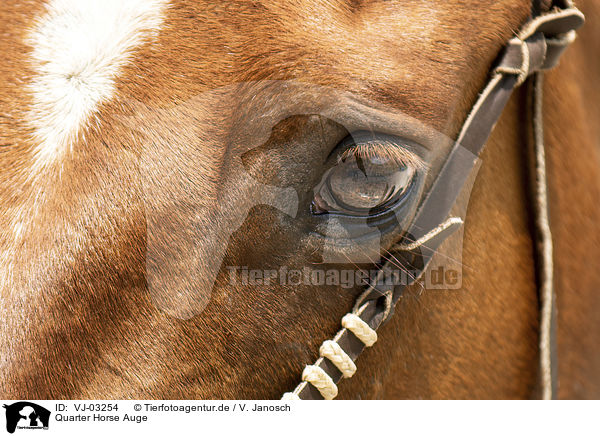 Quarter Horse Auge / Quarter Horse eye / VJ-03254