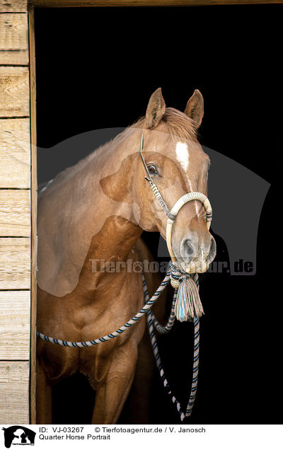 Quarter Horse Portrait / Quarter Horse Portrait / VJ-03267