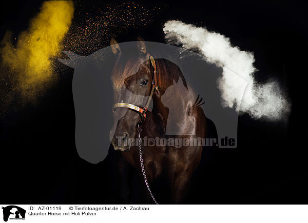 Quarter Horse mit Holi Pulver / AZ-01119