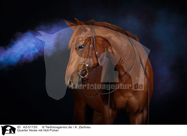 Quarter Horse mit Holi Pulver / AZ-01120
