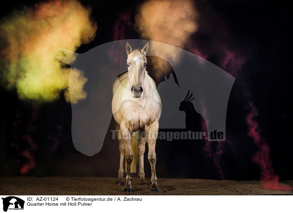 Quarter Horse mit Holi Pulver / AZ-01124