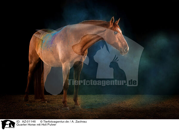 Quarter Horse mit Holi Pulver / Quarter Horse with holi powder / AZ-01146