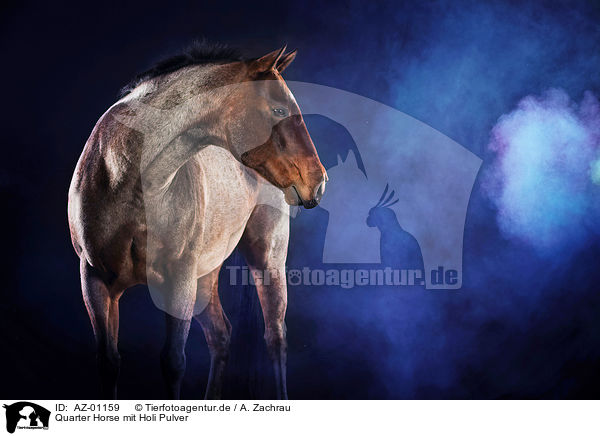 Quarter Horse mit Holi Pulver / AZ-01159