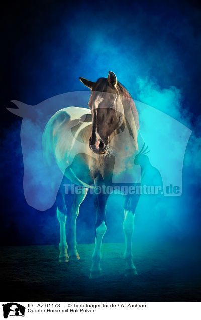 Quarter Horse mit Holi Pulver / Quarter Horse with holi powder / AZ-01173