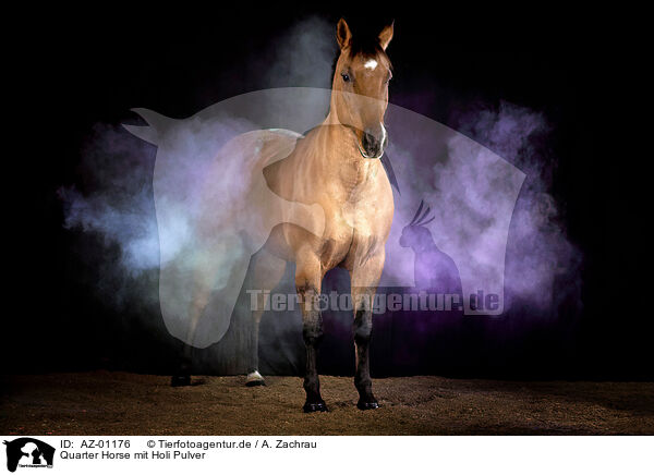 Quarter Horse mit Holi Pulver / AZ-01176