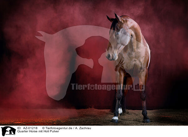 Quarter Horse mit Holi Pulver / AZ-01218
