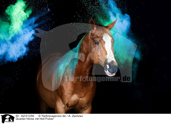 Quarter Horse mit Holi Pulver / AZ-01256