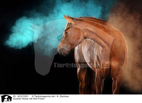 Quarter Horse mit Holi Pulver / AZ-01261