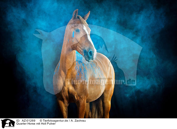Quarter Horse mit Holi Pulver / AZ-01269