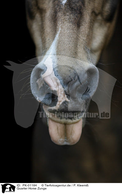 Quarter Horse Zunge / Quarter Horse tongue / PK-01184