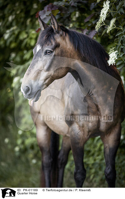 Quarter Horse / Quarter Horse / PK-01189
