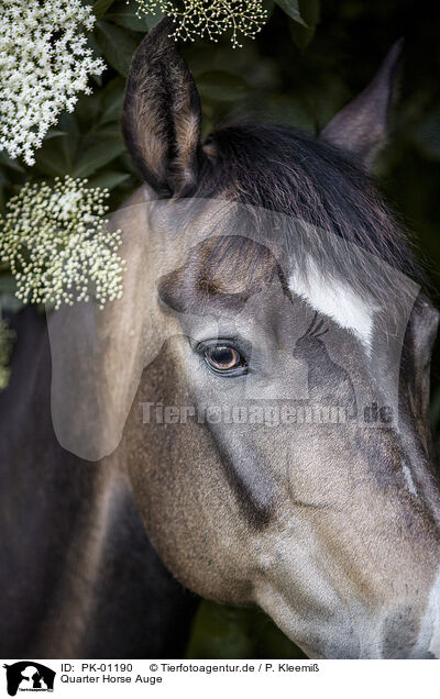 Quarter Horse Auge / Quarter Horsen eye / PK-01190