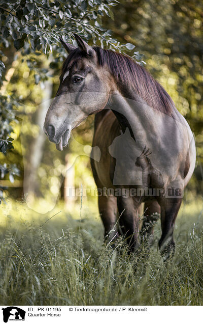Quarter Horse / PK-01195