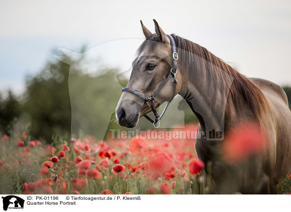 Quarter Horse Portrait / PK-01196