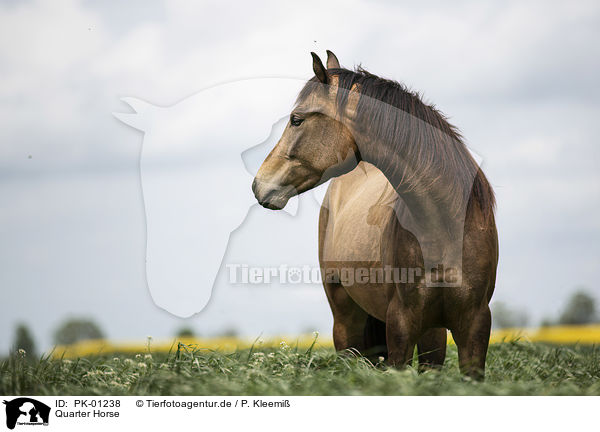 Quarter Horse / Quarter Horse / PK-01238