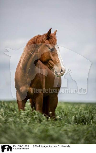 Quarter Horse / Quarter Horse / PK-01239