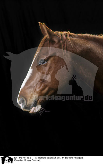 Quarter Horse Portrait / PB-01152
