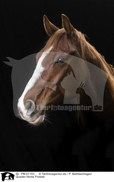 Quarter Horse Portrait / PB-01153