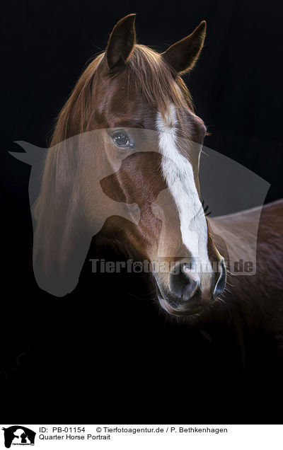 Quarter Horse Portrait / PB-01154