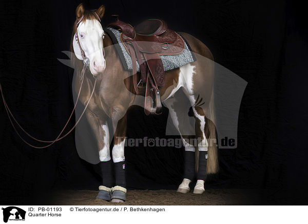 Quarter Horse / PB-01193