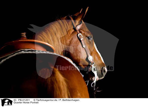 Quarter Horse Portrait / Quarter Horse Portrait / PB-01201