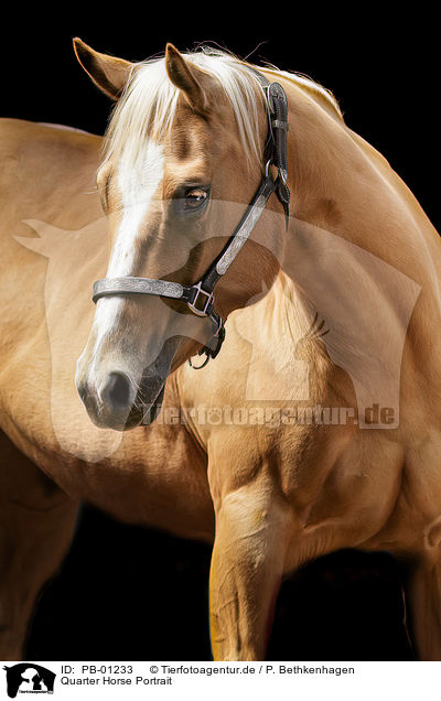 Quarter Horse Portrait / PB-01233