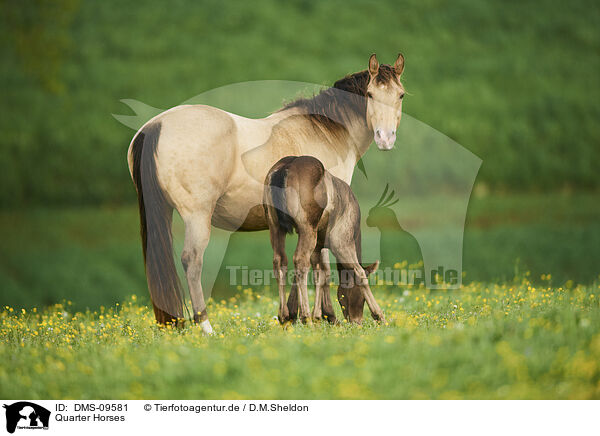Quarter Horses / Quarter Horses / DMS-09581