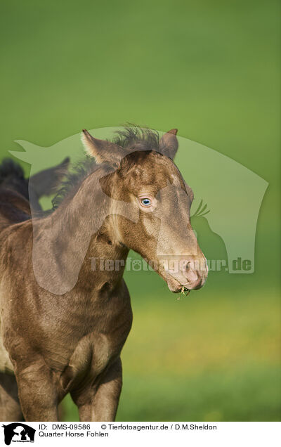 Quarter Horse Fohlen / Quarter Horse foal / DMS-09586