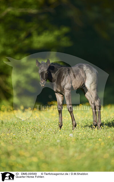 Quarter Horse Fohlen / Quarter Horse foal / DMS-09589
