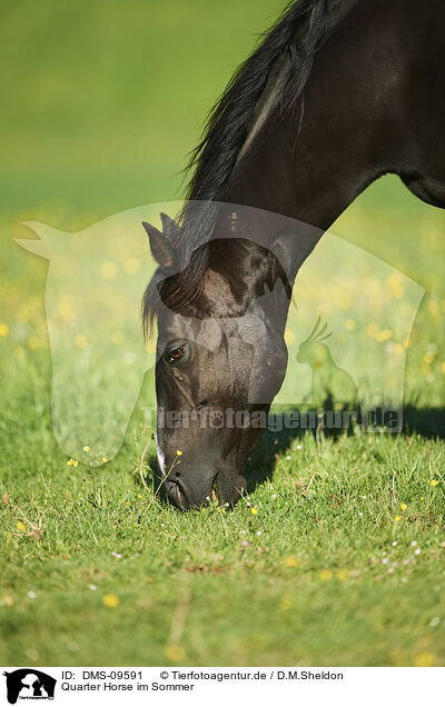 Quarter Horse im Sommer / DMS-09591